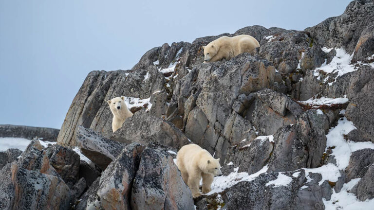 Zodiac safaris in polar bear territory