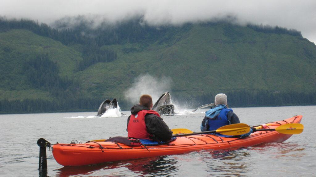 Kayakers encounter breaching orcas off Icy Strait Point in Hoonah, Alaska. Courtesy of Huna Totem Corporation.