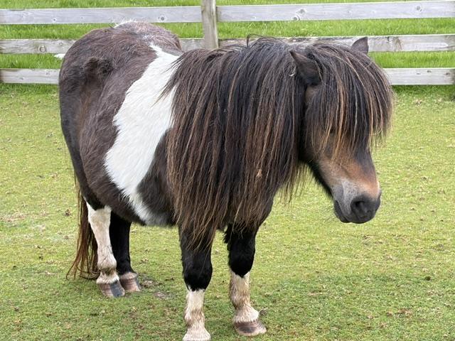 The cute and cuddly Shetland pony! Photo: Judi Cuervo
