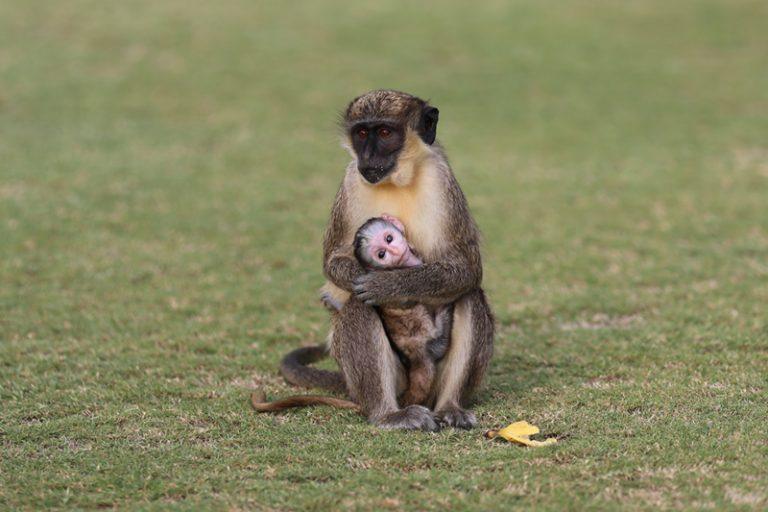 A green vervet monkey cradles her infant on the grounds of Four Seasons Resort Nevis. Photo: Joe’s Daily