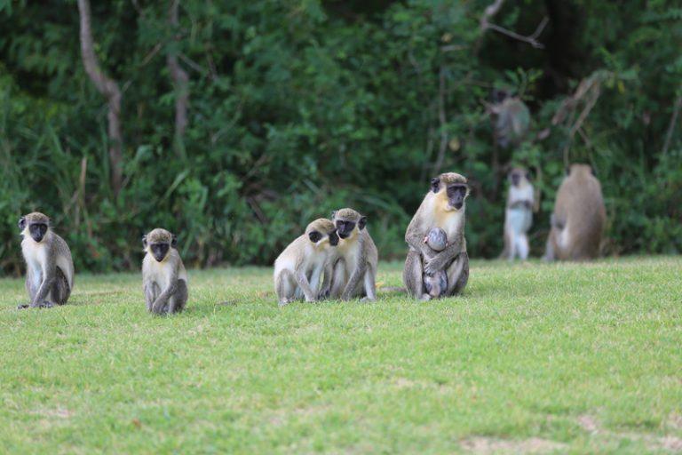 A troop of green vervet monkeys crosses the golf course at Four Seasons Resort Nevis. Photo: Joe’s Daily